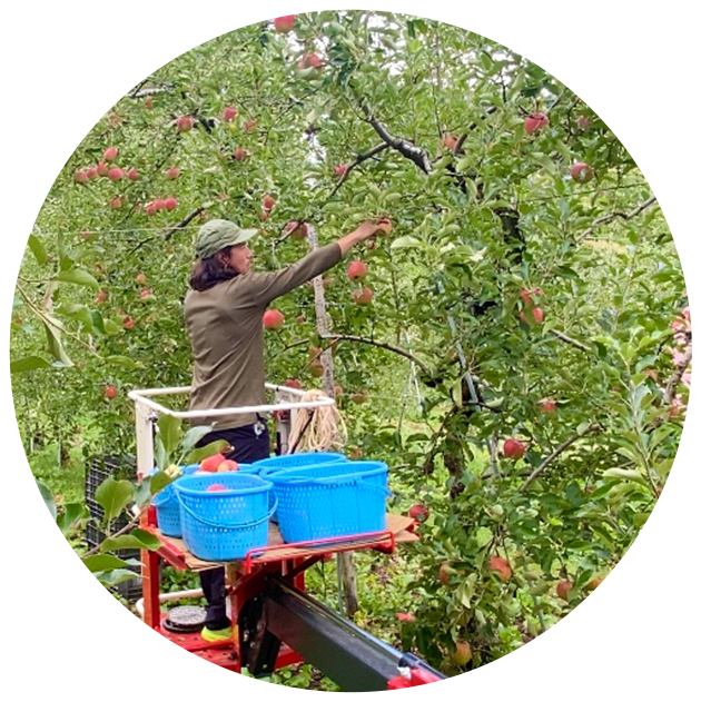 産地・生産者の写真