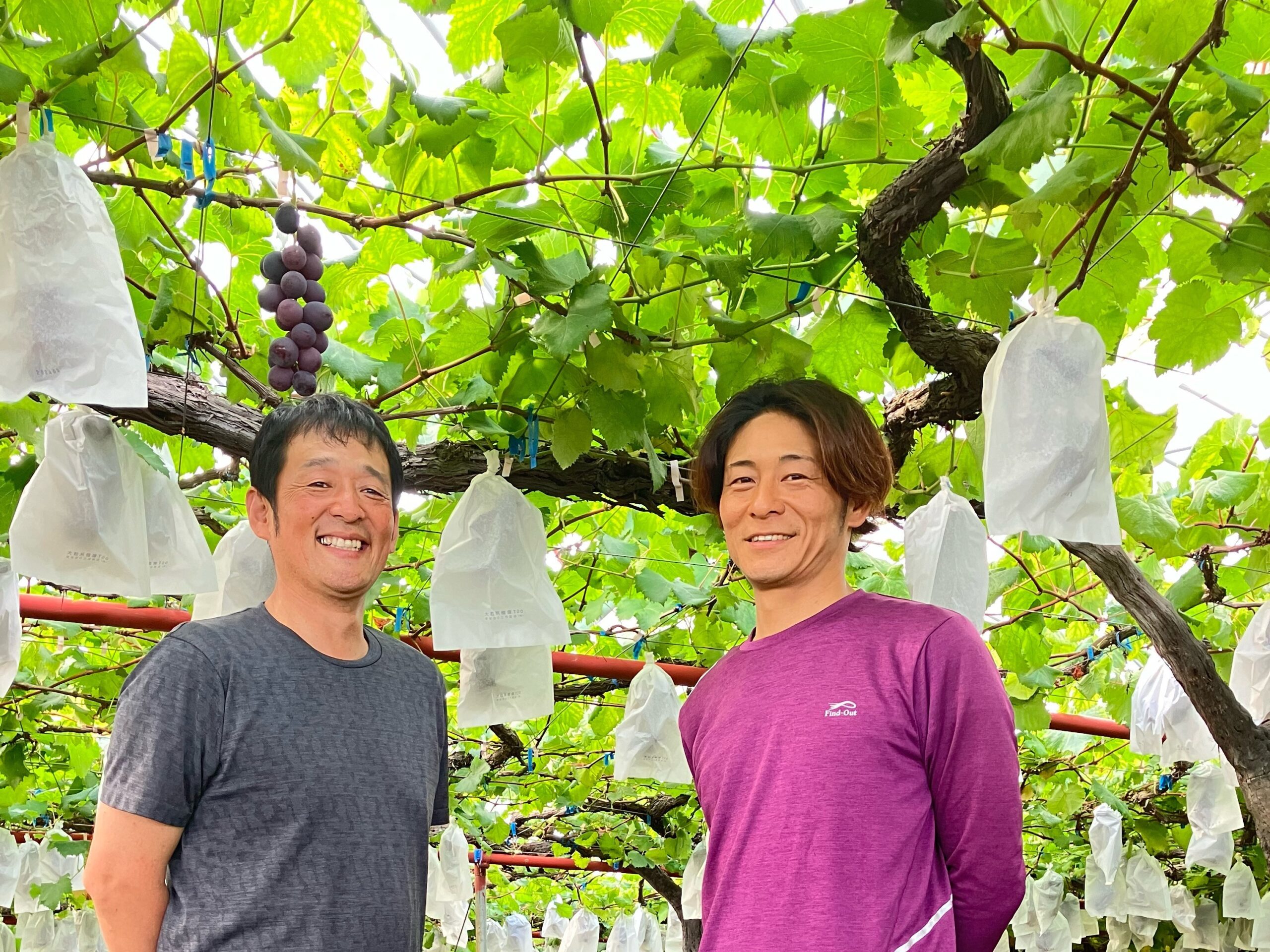 福岡県春木田の巨峰