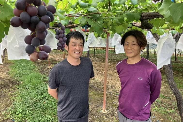 福岡県春木田の巨峰